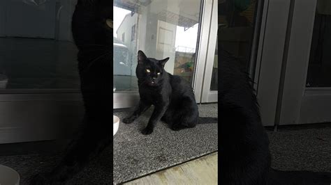 固齒神方網路謠言 黑貓來家門口
